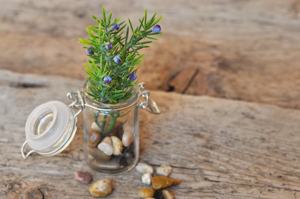 DIY Kratky hydroponic system in mason jar on balcony